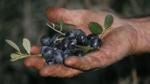 Olive Venete mature