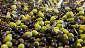 Olive Veneto Valpolicella