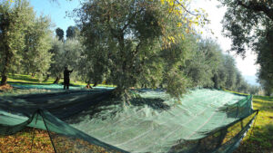 Raccolta olive Colline Venete