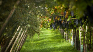 Paesaggio Valpolicella