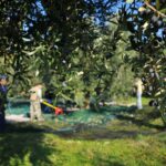 Oliveti_Territorio_Valpolicella