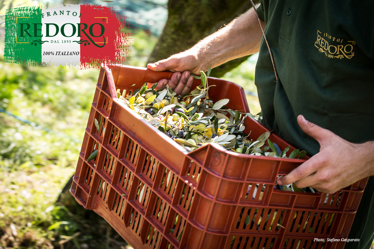 Raccolta di olive a Grezzana di Verona