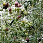 invaiatra: olive pronte per diventare Olio Extra Vergine