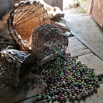 Raccolta olive con metodi antichi
