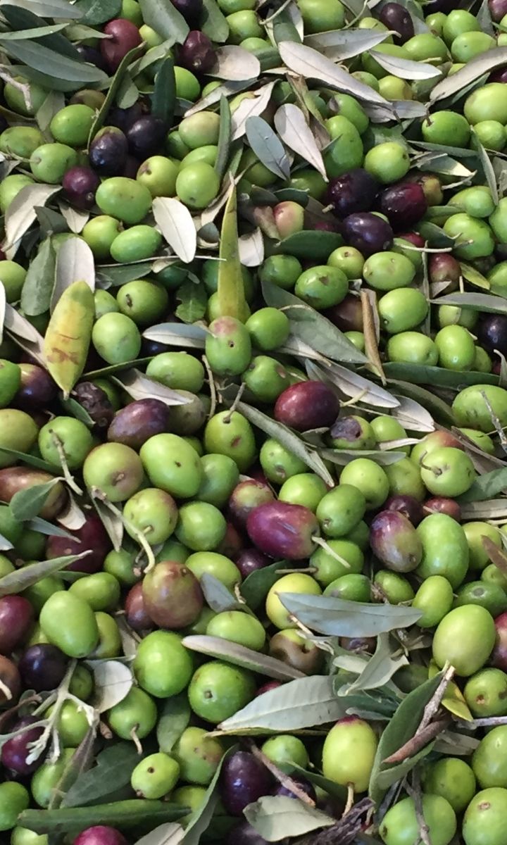 Olive appena raccolte