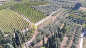 Veduta dall'alto di oliveti della Valpantena dove si produce l'Olio Extra Vergine Veneto Valpolicella DOP