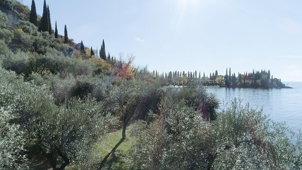 Olivo sul lago di garda