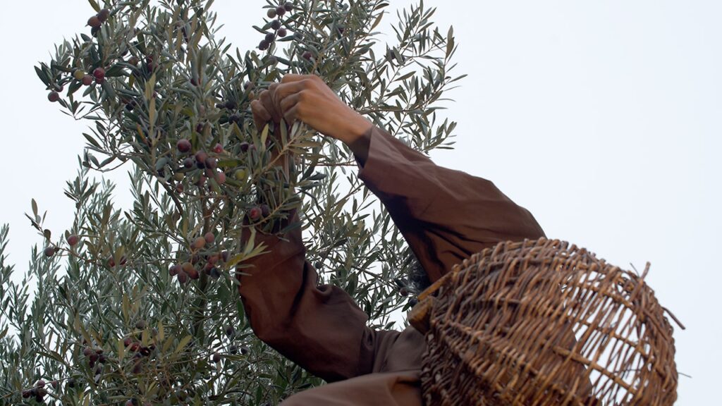 Raccolta di Olive sull'Isola della Giudecca