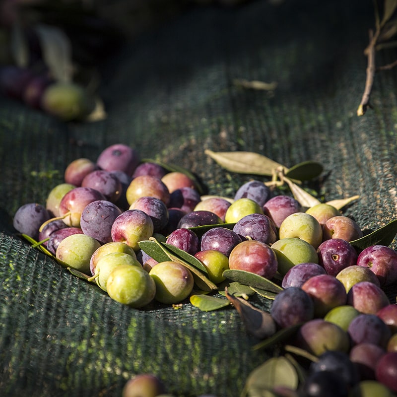Olive appena raccolte ancora sulla rete di contenimento