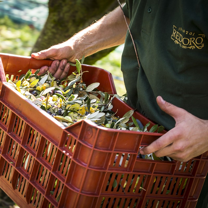 Raccolta delle Olive da portare in Frantoio