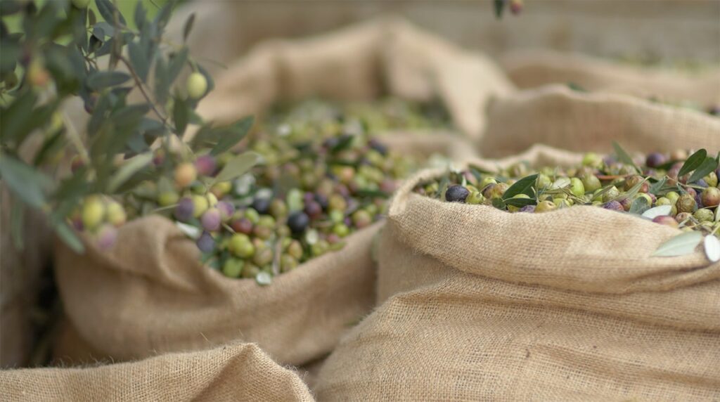 Raccolta Olive Italiane a Grezzana di Verona