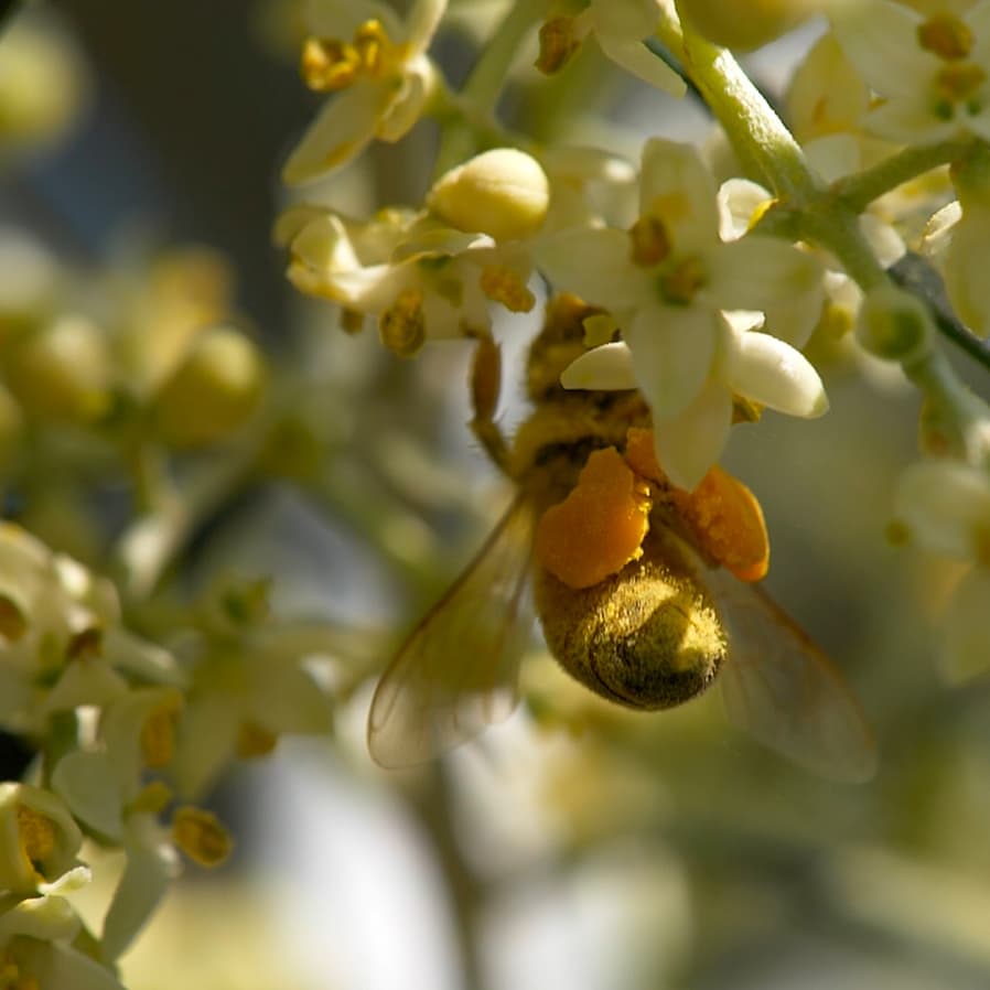 Ape su fiori di olivo, segno di ambiente pulito
