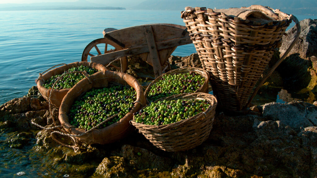 Raccolta Olive sul Lago di Garda a Punta San Vigilio