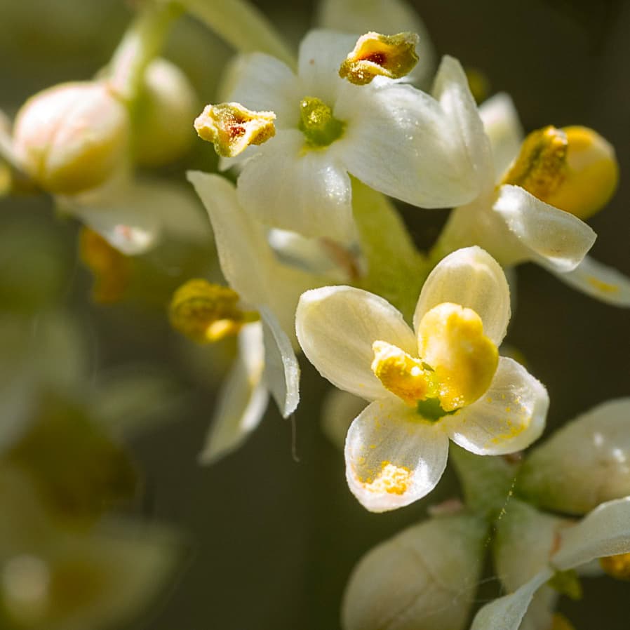 Fiore di Olivo