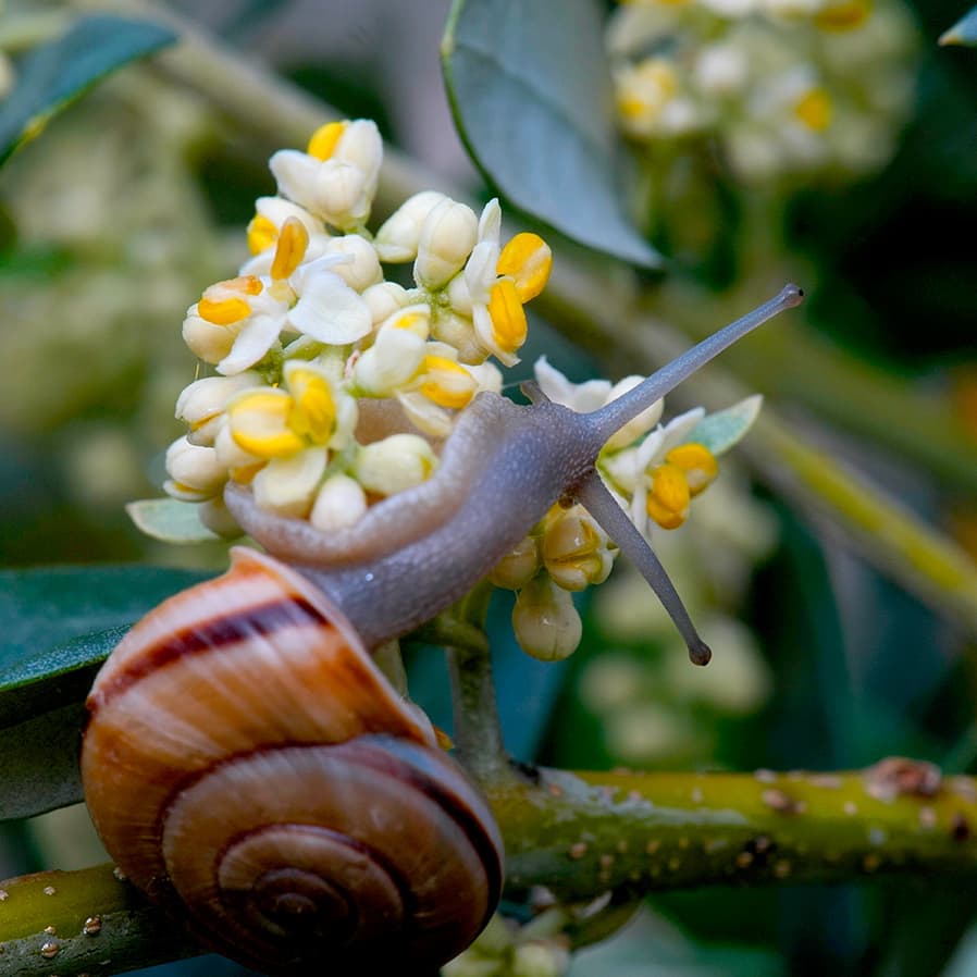 Lumaca su fiore di olivo, segno di purezza