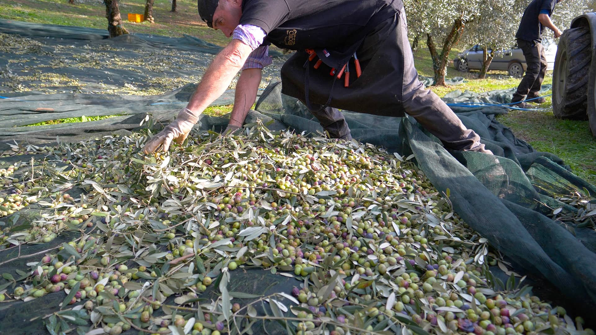 Raccolta a mano delle olive da Redoro Frantoi Veneti